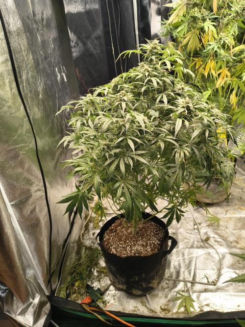 Gelato 41 auto. Week 12