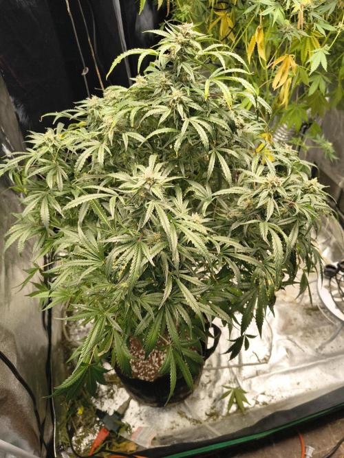 Gelato 41 auto. Week 12