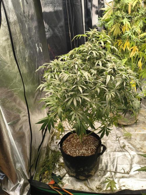 Gelato 41 auto. Week 12