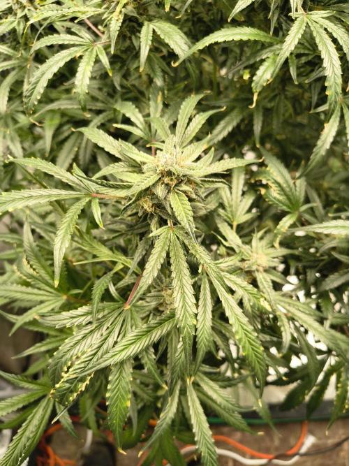 Gelato 41 auto. Week 12