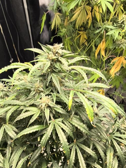 Gelato 41 auto. Week 12