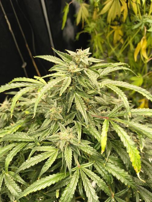 Gelato 41 auto. Week 12