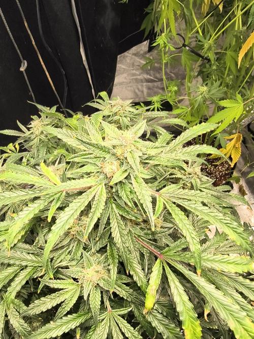 Gelato 41 auto. Week 12