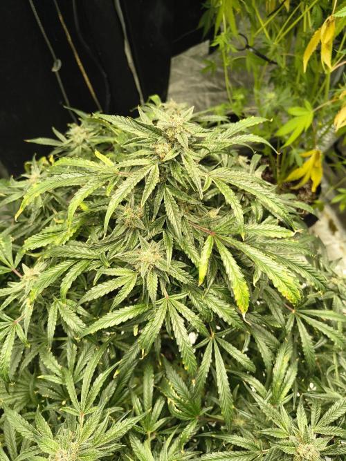 Gelato 41 auto. Week 12