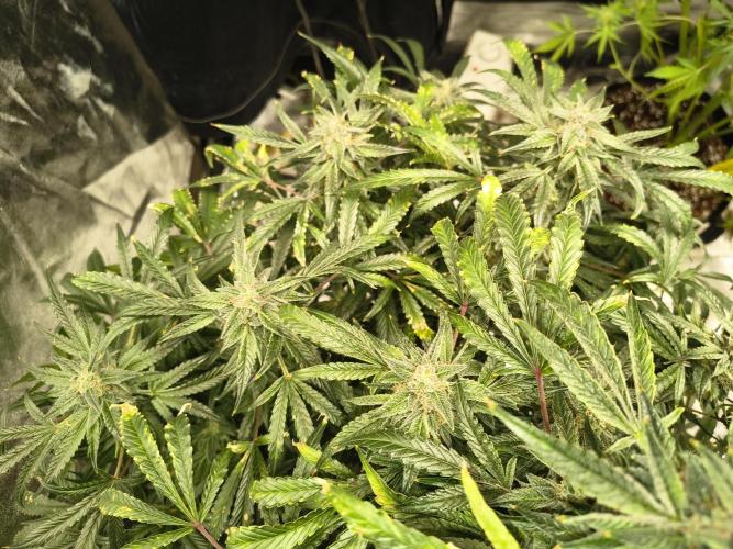 Gelato 41 auto. Week 12