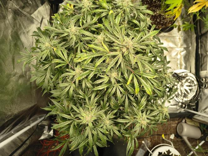 Gelato 41 auto. Week 12