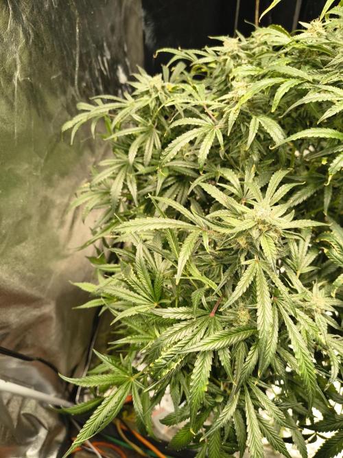 Gelato 41 auto. Week 12