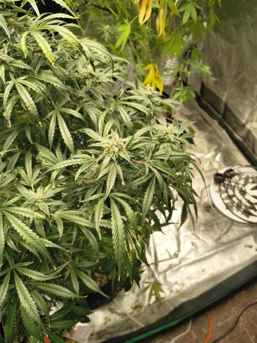 Gelato 41 auto. Week 12