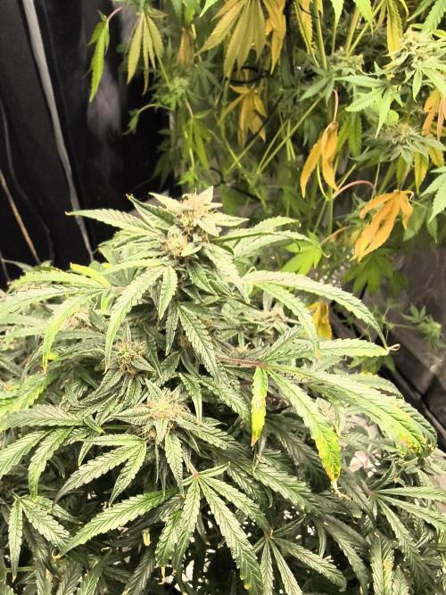 Gelato 41 auto. Week 12