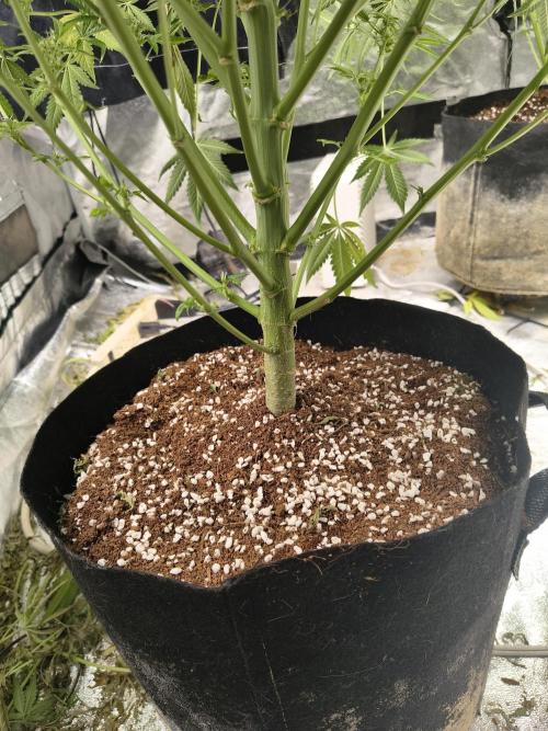 Gelato 41 auto. Week 12