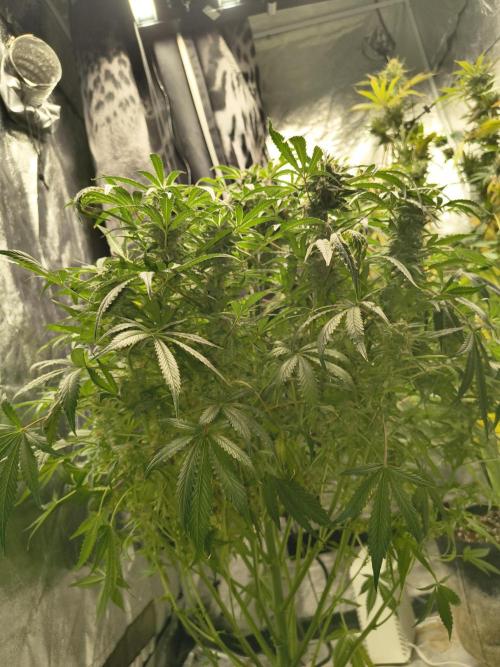 Gelato 41 auto. Week 12