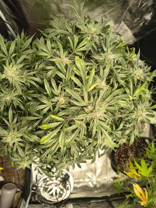 Gelato 41 auto. Week 12