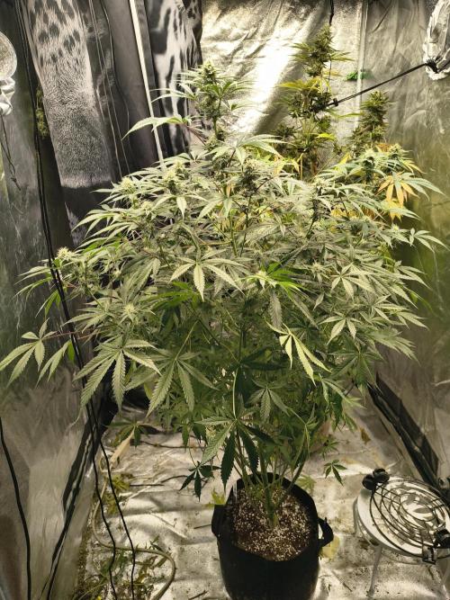 Blue dream auto. Week 9