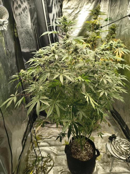 Blue dream auto. Week 9