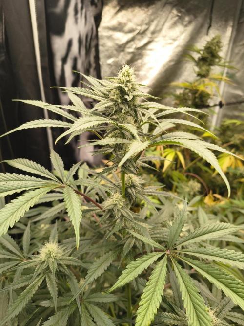 Blue dream auto. Week 9