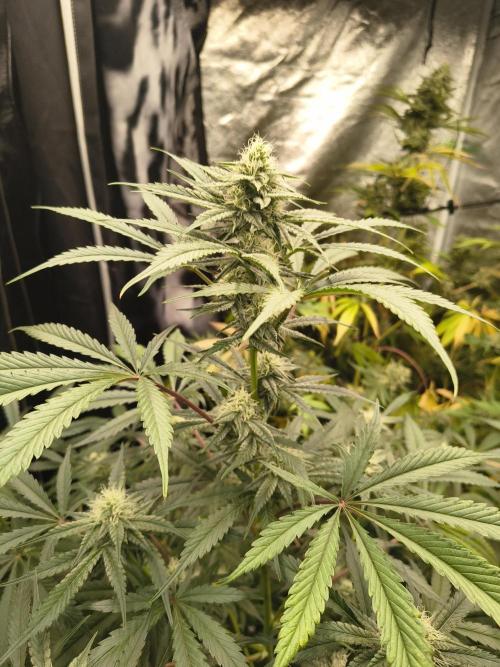 Blue dream auto. Week 9