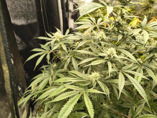 Blue dream auto. Week 9