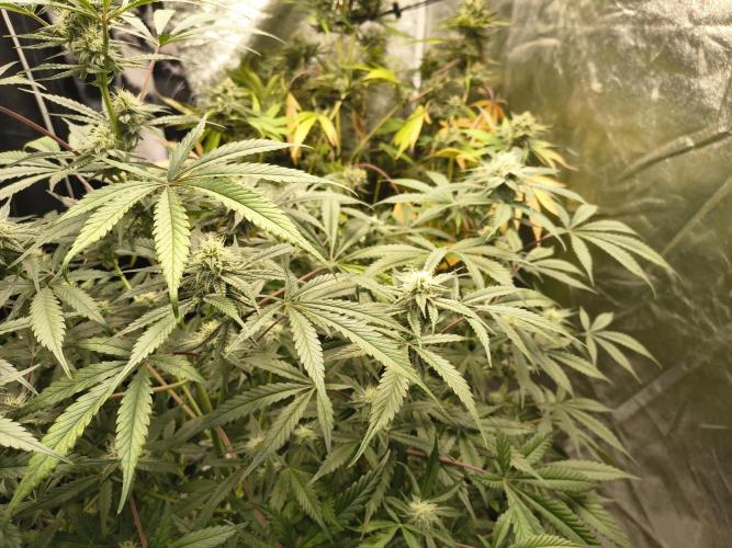 Blue dream auto. Week 9