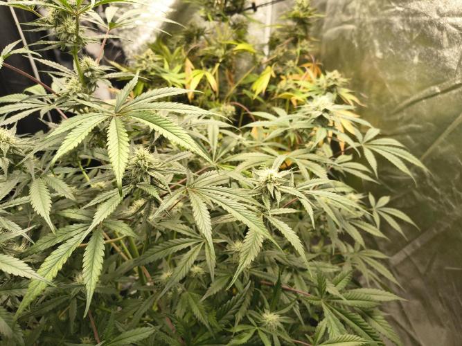 Blue dream auto. Week 9