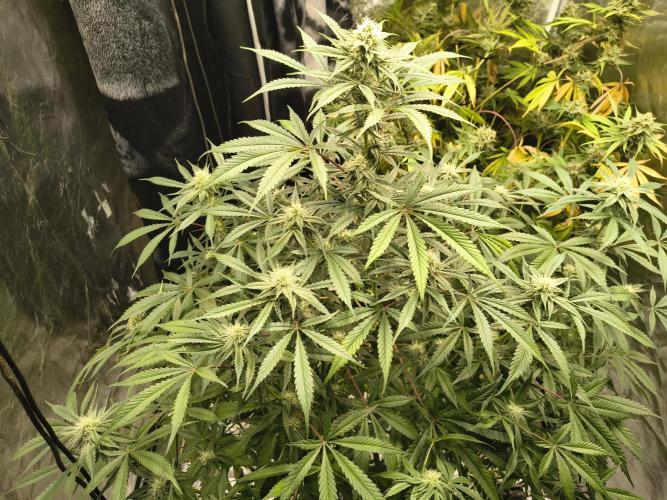 Blue dream auto. Week 9