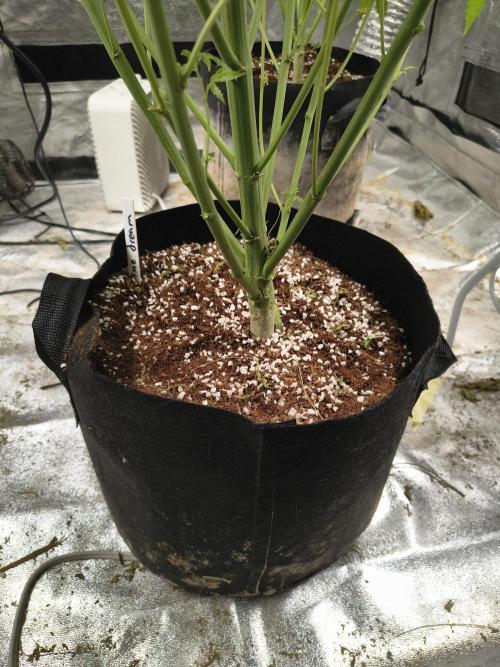 Blue dream auto. Week 9