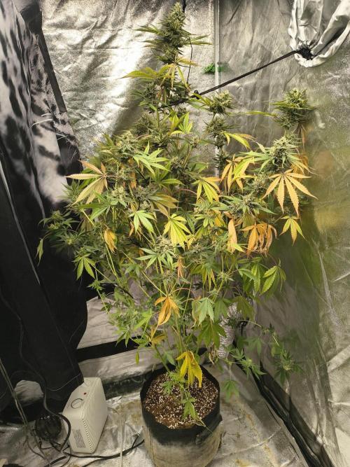 Gummybears auto. Week 9