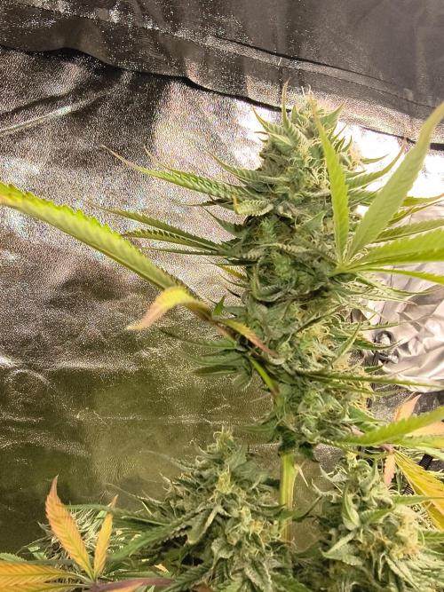 Gummybears auto. Week 9