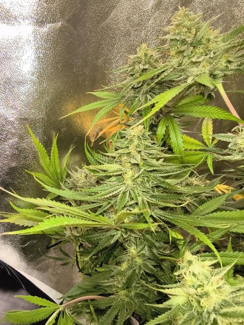 Gummybears auto. Week 9