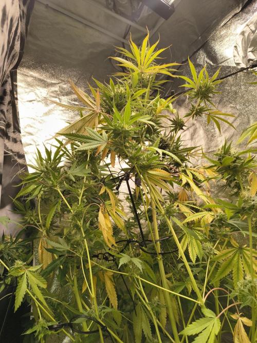 Gummybears auto. Week 9