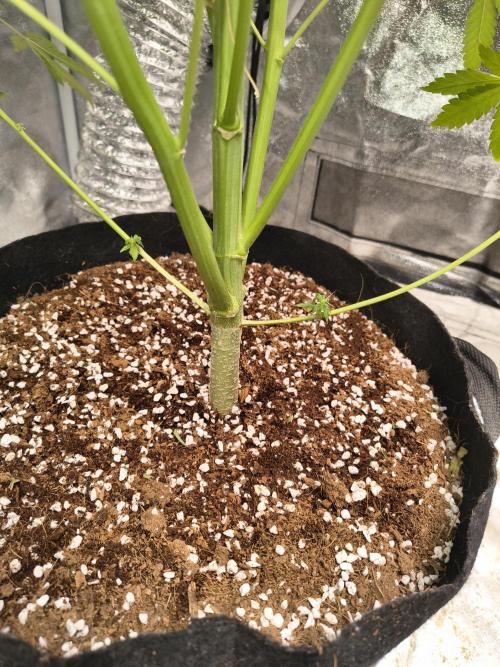 Gummybears auto. Week 9