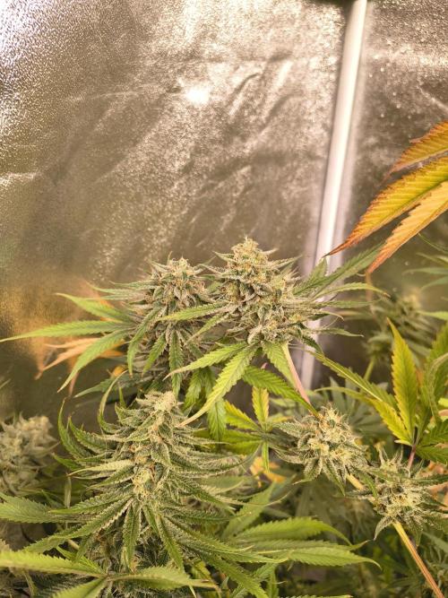 Gummybears auto. Week 9