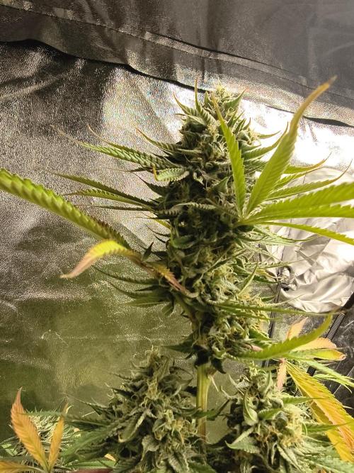 Gummybears auto. Week 9