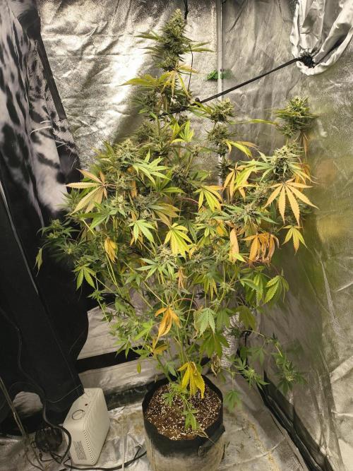 Gummybears auto. Week 10