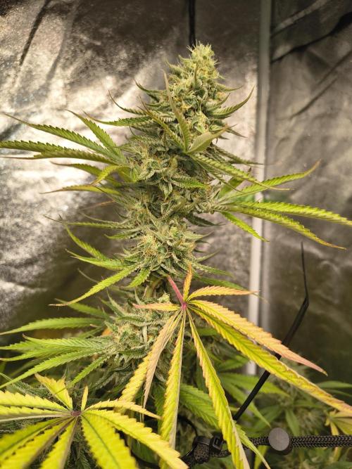 Gummybears auto. Week 10