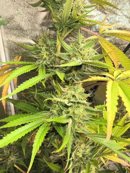 Gummybears auto. Week 10