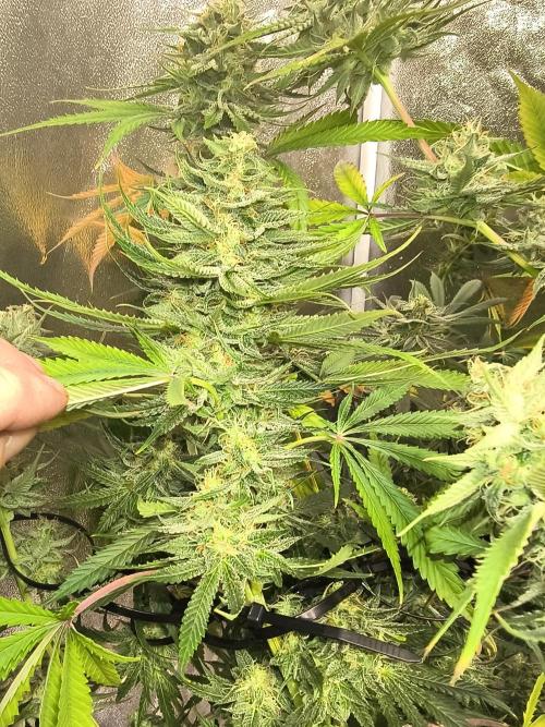 Gummybears auto. Week 10