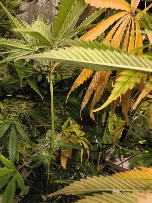 Gummybears auto. Week 10