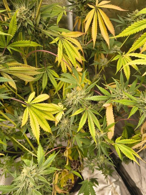 Gummybears auto. Week 10