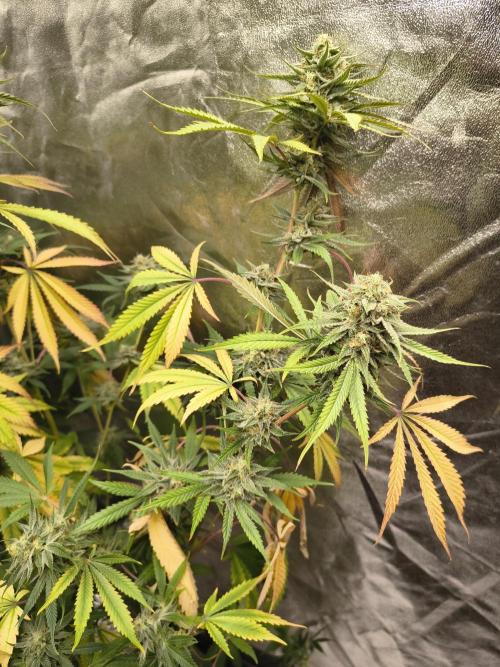 Gummybears auto. Week 10