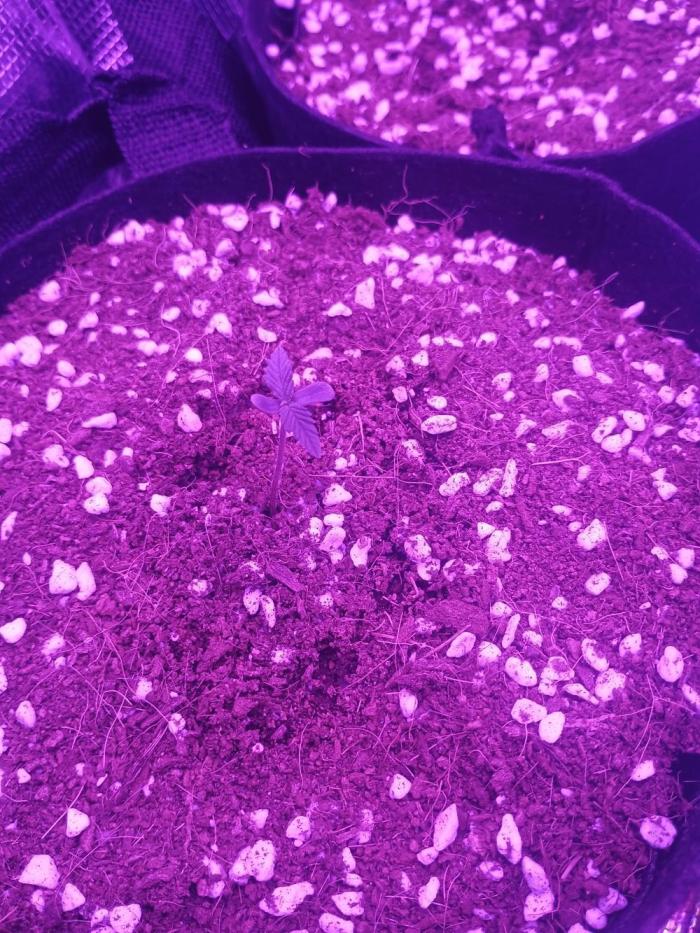 Orange cookies auto. Week 0