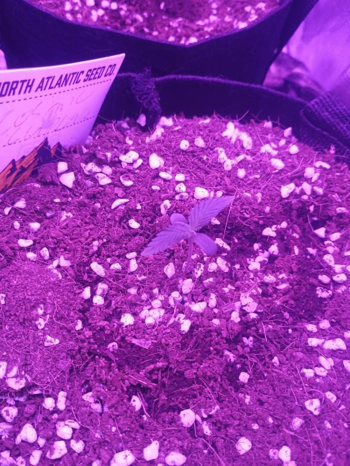 Cosmic cupcake auto. Week 0