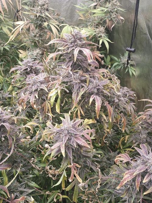 Gelato 41 auto. Week 14