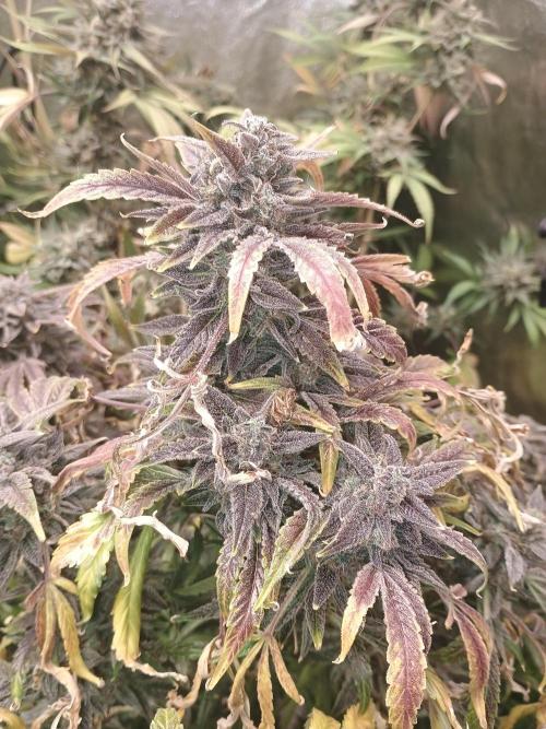 Gelato 41 auto. Week 14