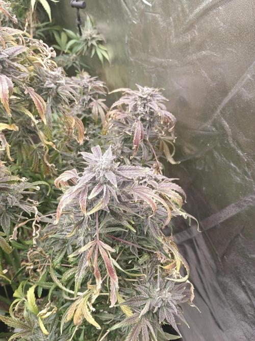 Gelato 41 auto. Week 14