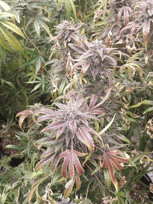 Gelato 41 auto. Week 14