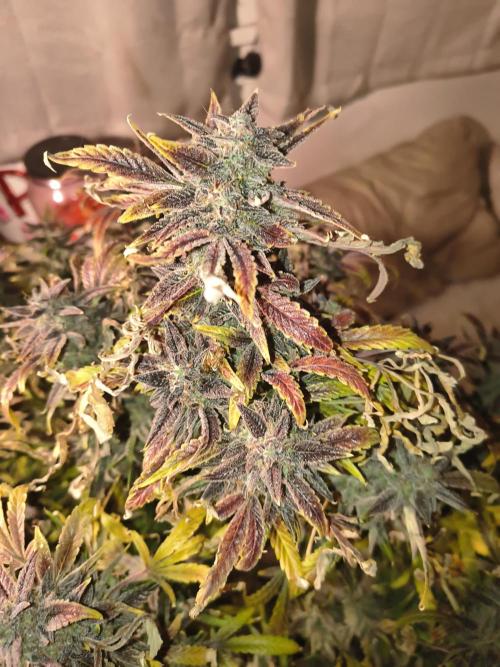 Gelato 41 auto. Week 15