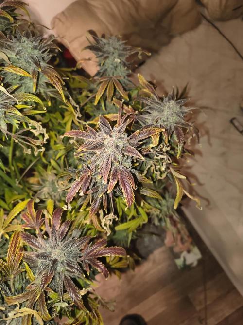 Gelato 41 auto. Week 15