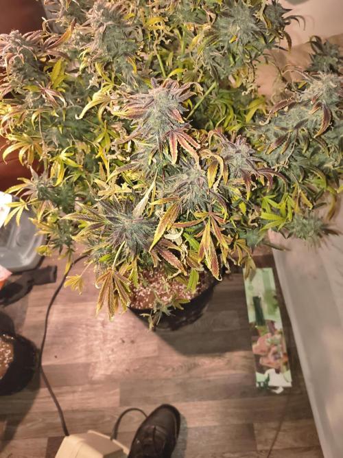 Gelato 41 auto. Week 15