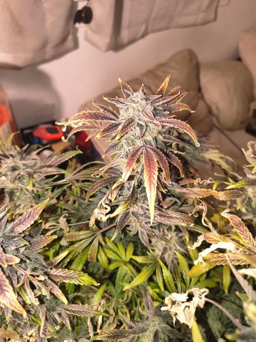 Gelato 41 auto. Week 15