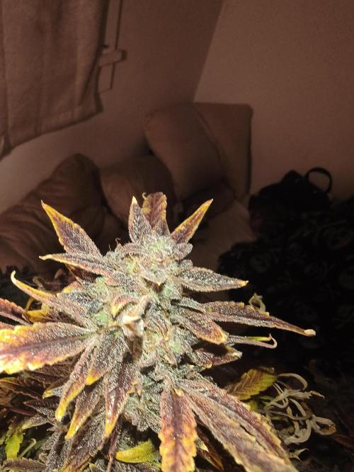 Gelato 41 auto. Week 15